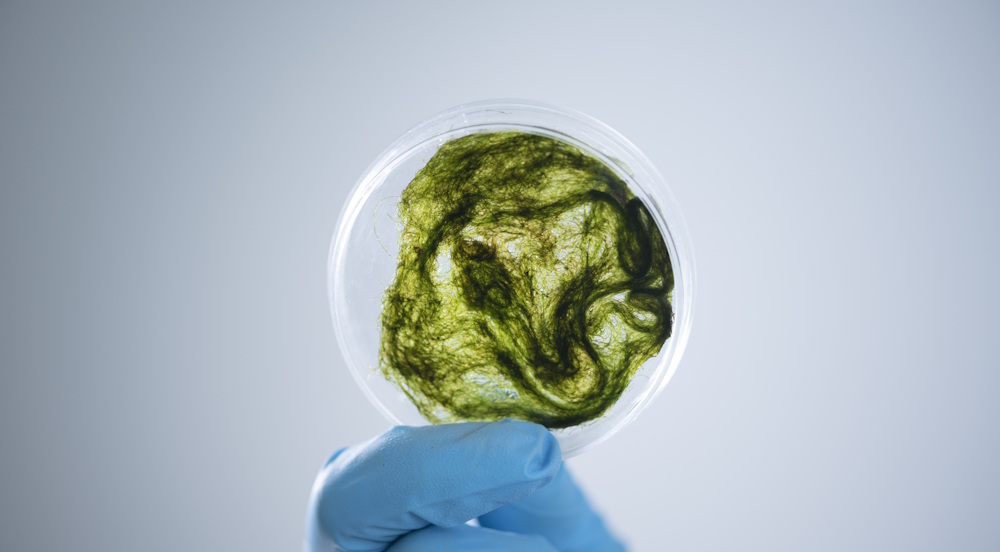 algae in petri dish 