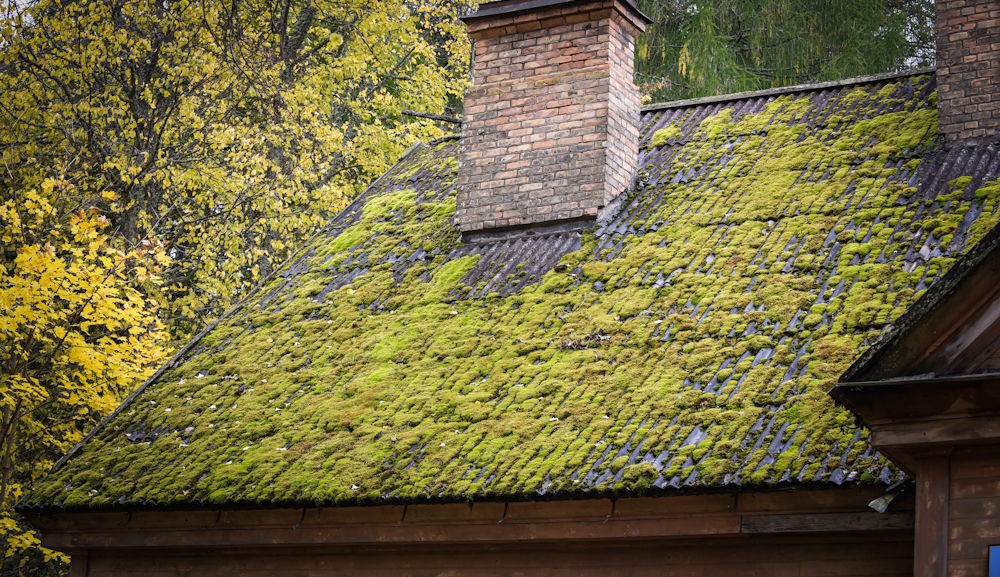 moss on roof